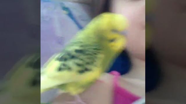 УТРО МОЕГО ПОПУГАЯ🐦🐥🐤🐣