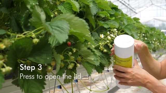 How to use Californicus-System from Biobest