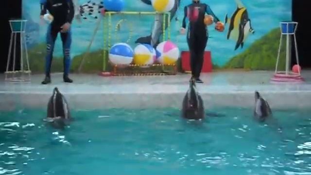 Дельфины часть2.mp4