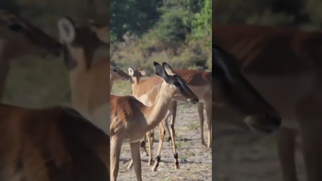 Национальный парк Чобе