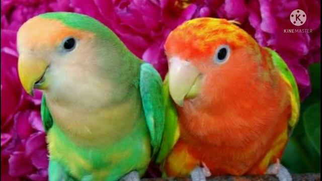 Nerazluchka haqida ajoyib malumot information about birds