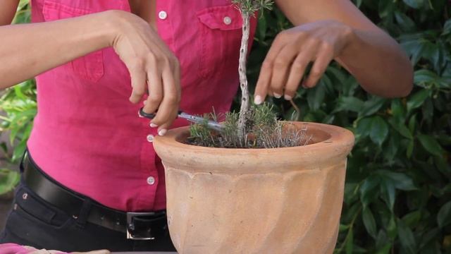 How to Prune a Rosemary Bush : The Chef's Garden
