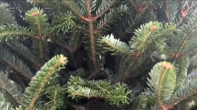 Allergy experts warn of "Christmas Tree Syndrome" during holiday season