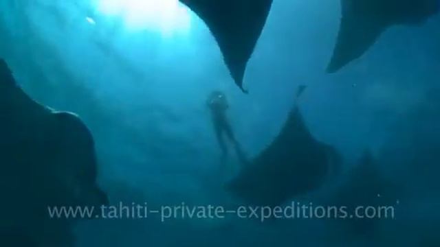 Whale Shark & Mantas Together.m4v