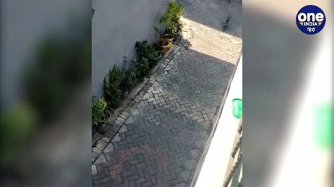 Viral Video: Bike पर दनदनाता हुआ आया बंदर और बच्ची को पकड़ा और ले गया घसीटते हुए | वनइंडिया हिंदी