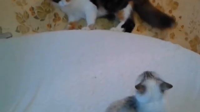 Кошка Мурка нападает. Cat Murka attacks