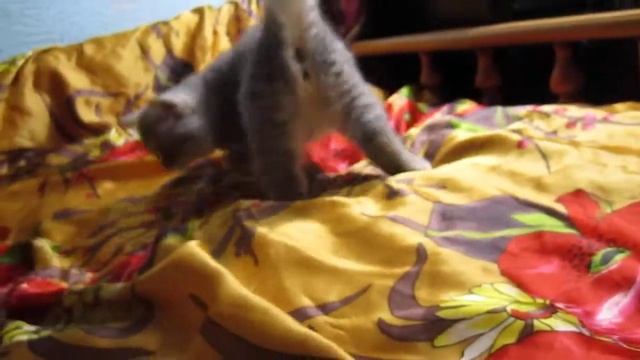 коооошшшкккааа 034.MOV