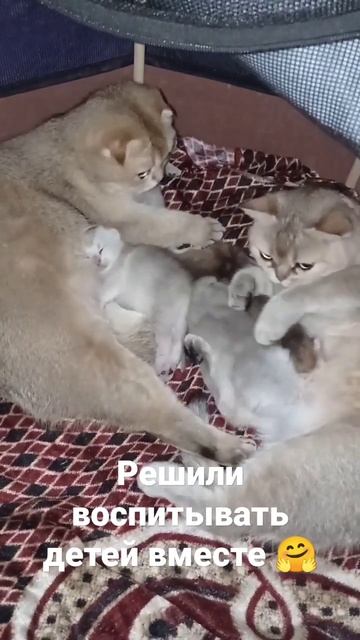 Всю беременность рычали друг на друга, и на тебе🥰