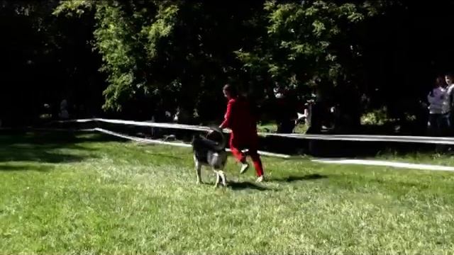 Викинг Блад