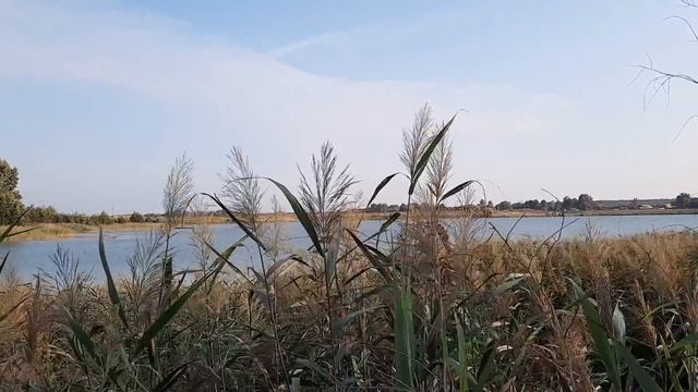 Шумит камыш/Прогулка к озеру, август 2021 г