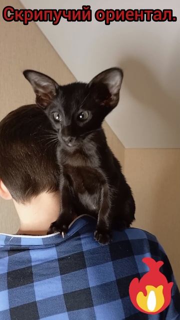ориентальная кошка Матильда скрипучая.