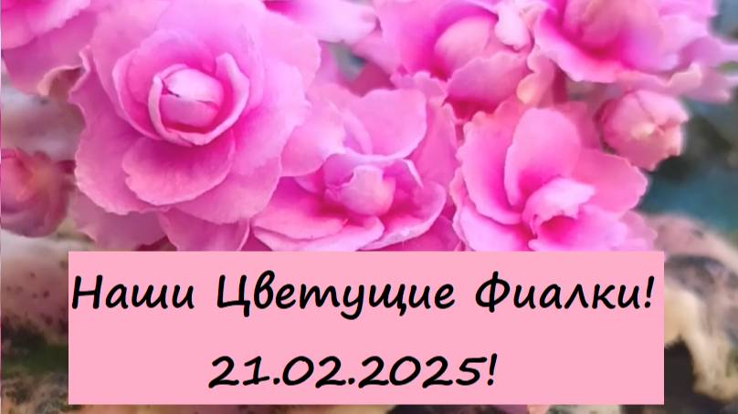 Наши Цветущие Фиалки! 21.02.2025!
