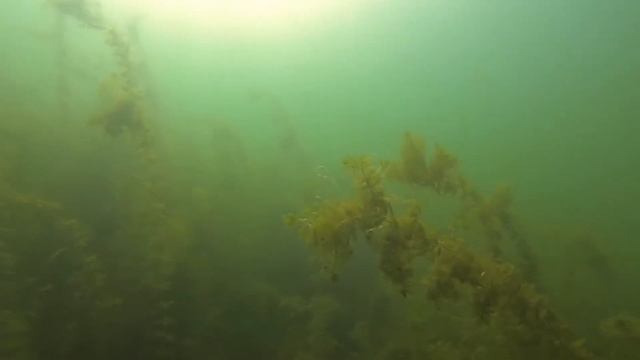 FISH LAKE FRESHWATER JELLYFISH