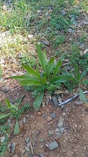 Ribwort Plantain (Plantago lanceolata)
