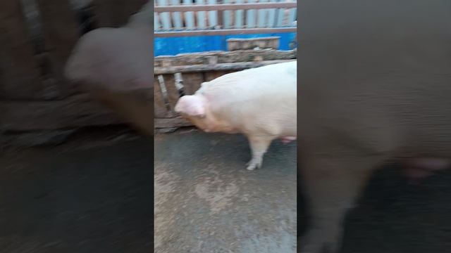 крайние свинки 🐷 на продажу