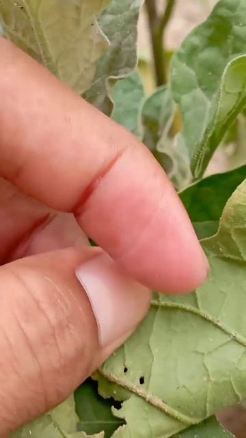 Hadda Beetle (Coleoptera)