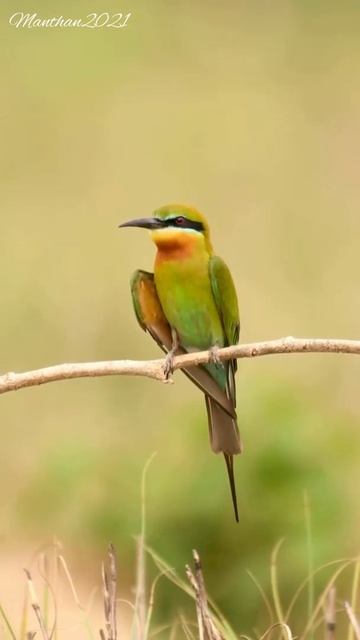 Blue tailed bee eater Mysore,karnataka /world photography day
