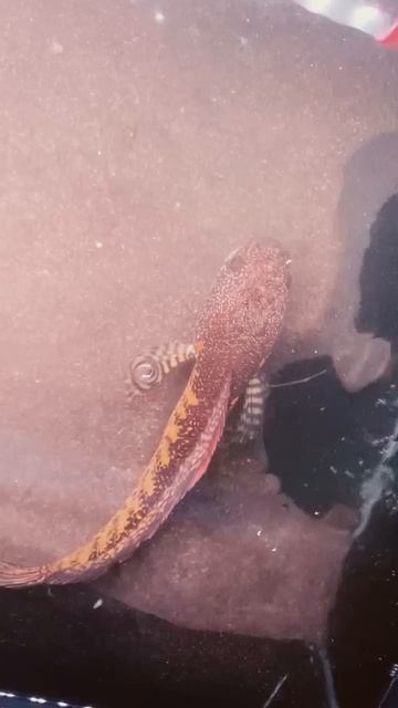 Kuras Semenit - Tank Channa Auranti Si Escanor Super Jinak