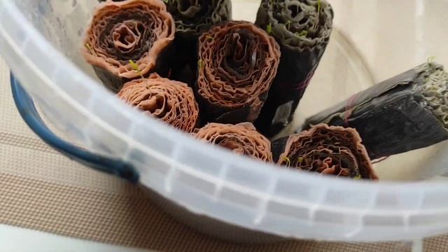 Зійшла розсада моркви🥕@в равлику 😇