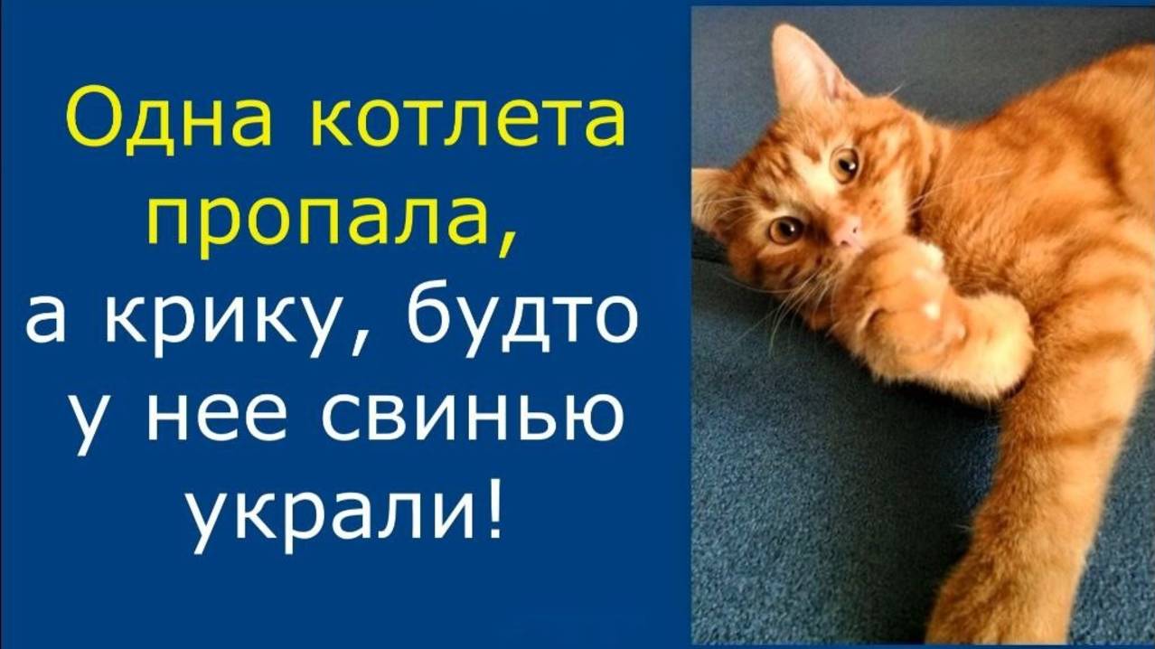 Приколы кота Василия