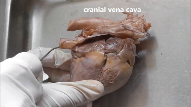Pig heart 1