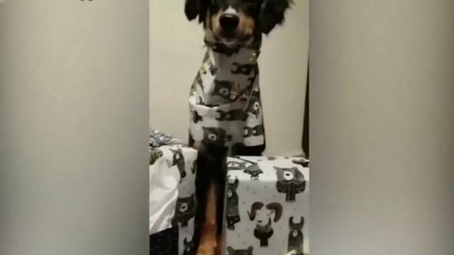 НОВЫЙ ГОД И КОТЫ. Приколы с Котами. Смешные Коты и ёлкы.