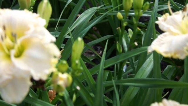 The Lily Farm