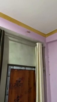 Ящерки на стенах в каждом индийском доме