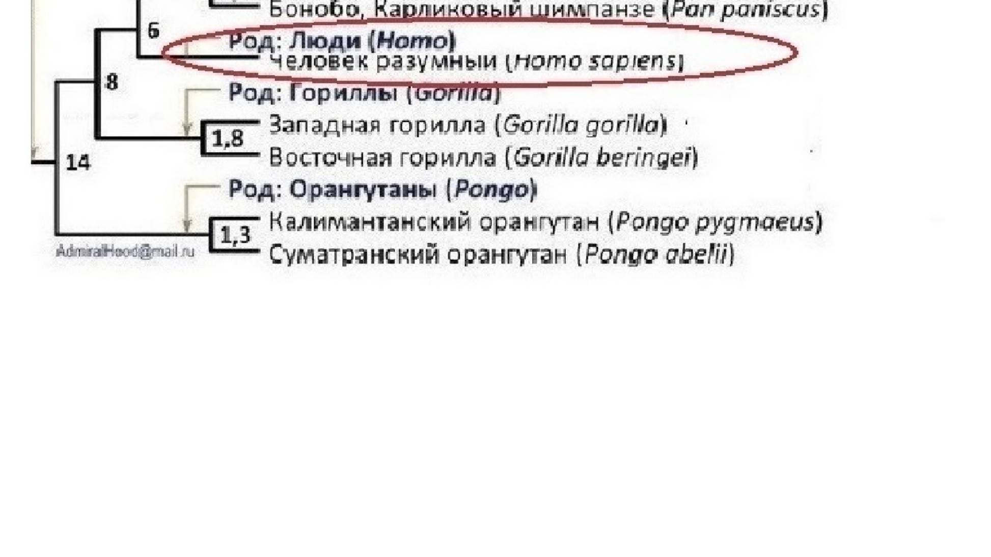 30_5  Палеоантропология в обезьяннем тупике     Выход даёт Александр Зубов