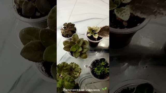 Фиалки в боксе, самый простой вариант выращивания.