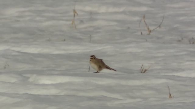 Horned Lark Runaround Hastings 2014