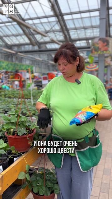 Лучший помощник для клубники осенью #shorts   #осень #огород #дача