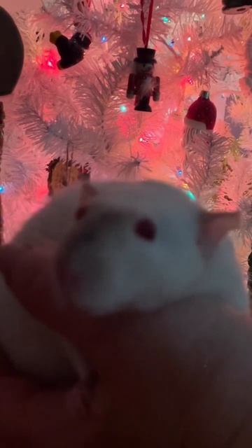 Meet Cinder our Dumbo Rat. Such a loving girl.  #petrats #dumborats