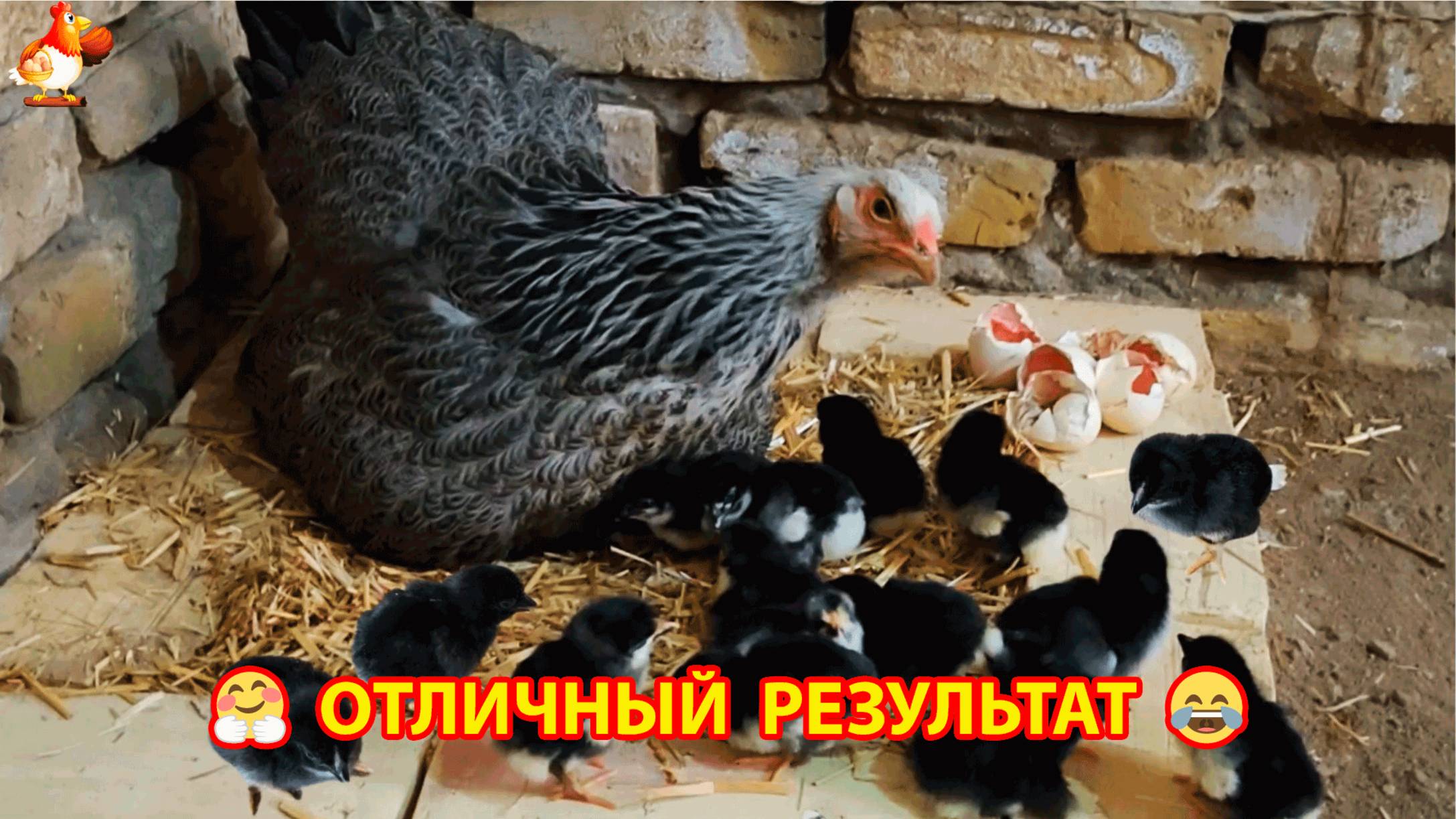 Хороший результат высиживания цыплят у двух наседок 🐤🐥🐤