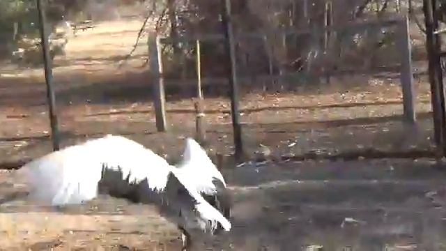 Пара Японских журавлей Кивили и Ока в Муравьевском парке
