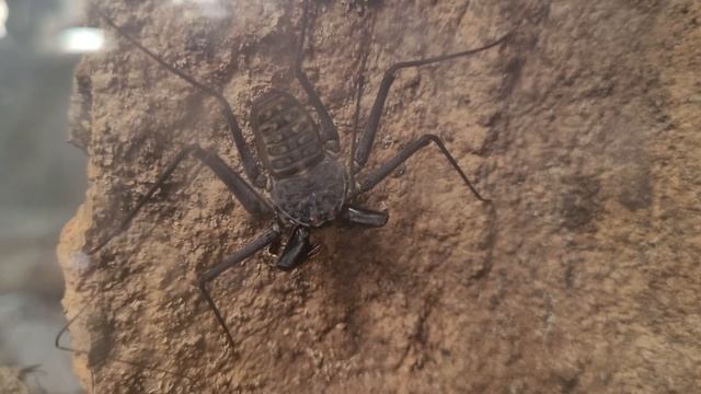 Tailless whip scorpion eating cricket