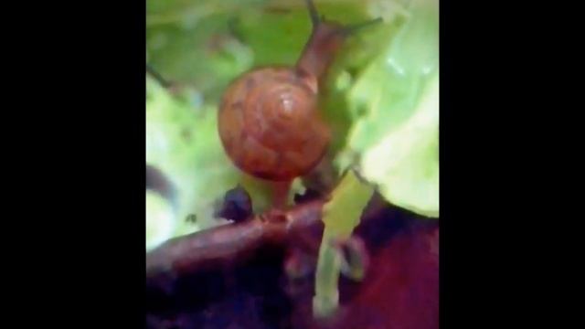 Bradybaena similaris
