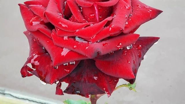 ВИДЕО   РОЗА   ПВН   А       1316