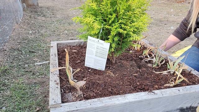 Planting Night Lights | Moving Iris Rhizomes | Arco Iris Ranch