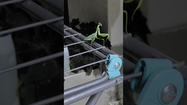 Танец богомола 😊😁👍