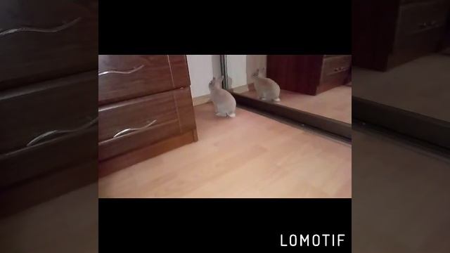 Лобода и Кролик