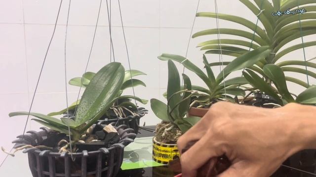Cách trồng Lan Hồ Điệp đang có ngồng hoa vào chậu sứ @Cuocsongthuc6789