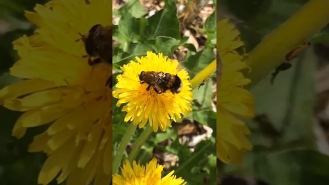 Hoverflies Mating