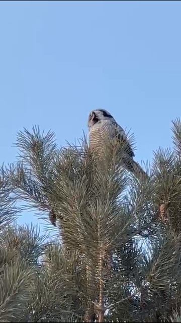Ястребинная сова 🦉 В дикой природе
