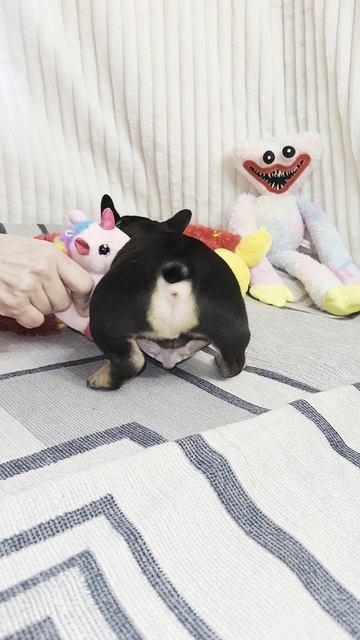 шокотан 3