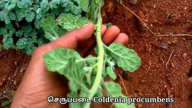 செருப்படை/Serupadai/Coldenia procumbens/Mooligai manithan
