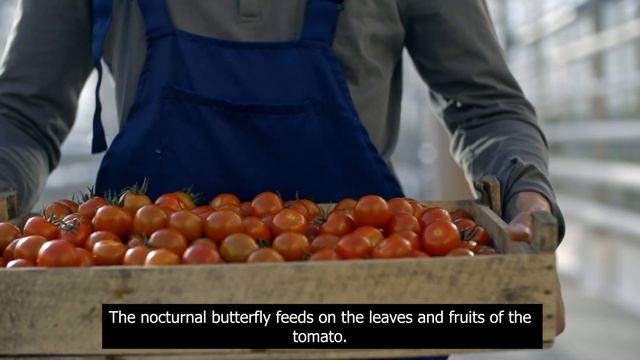 How to grow tomatoes? Everything you need to know about growing tomatoes. Tomato - A Short Guide