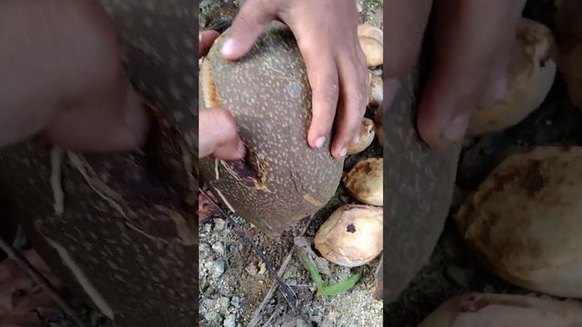 Panen buah keluwak atau kepayang atau picung atau pangi (Pangium edule)