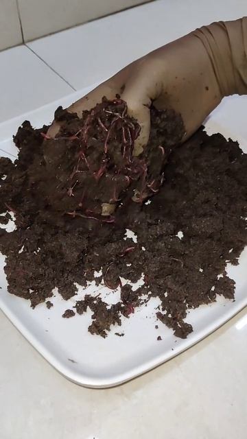Vermicomposting Earthworms - Red Wrigglers (Eisenia Fetida)