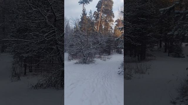 Утренний зимний лес.